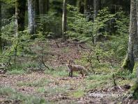 images/renard/renard-23-aout-2014-01 copie.jpg